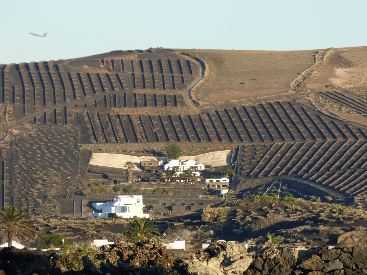 Coteau strié de rangées de vigne et fermes blanches