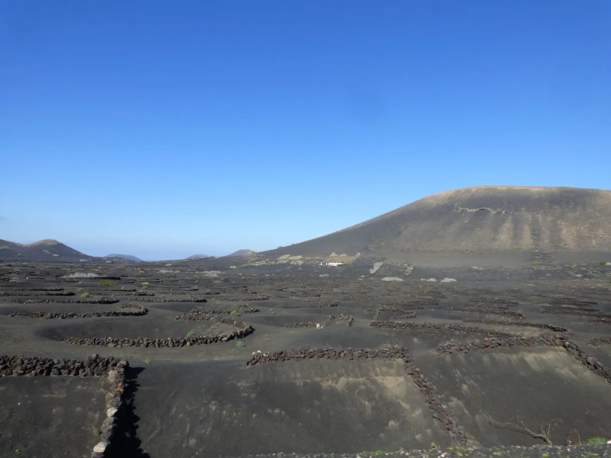 Volcan brun dominant les parcelles de vigne en cendres