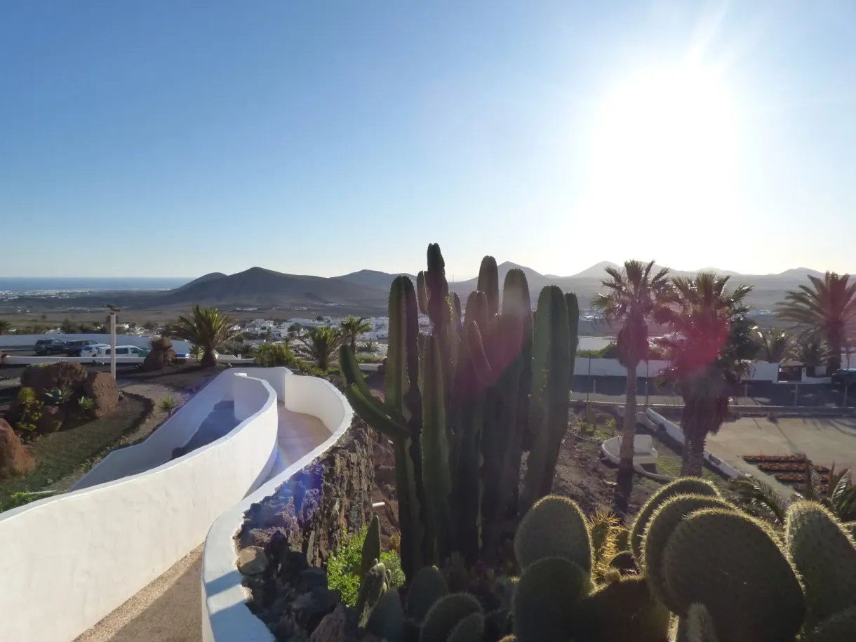 Cactus alignés sur une terrasse blanche en plein soleil