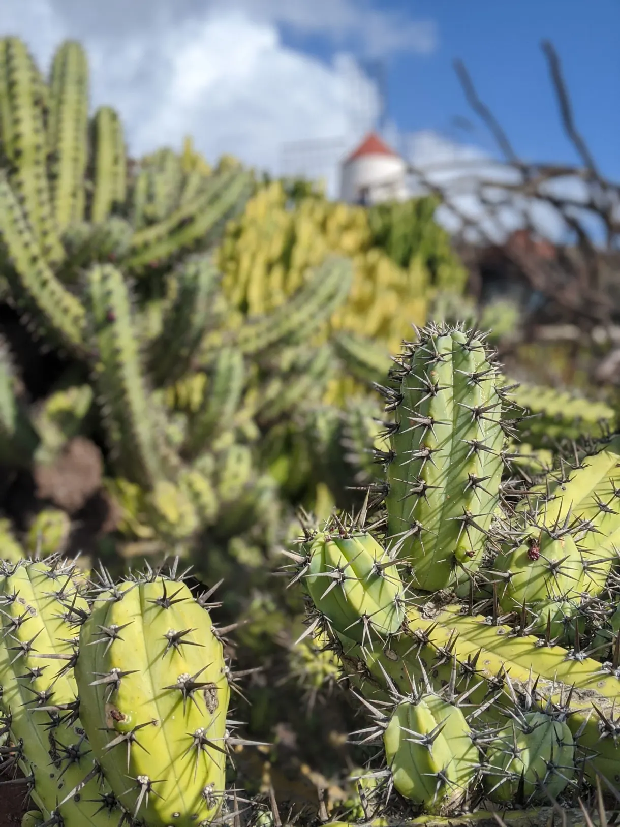 Touffe de cactus vert tendre devant le moulin flouté
