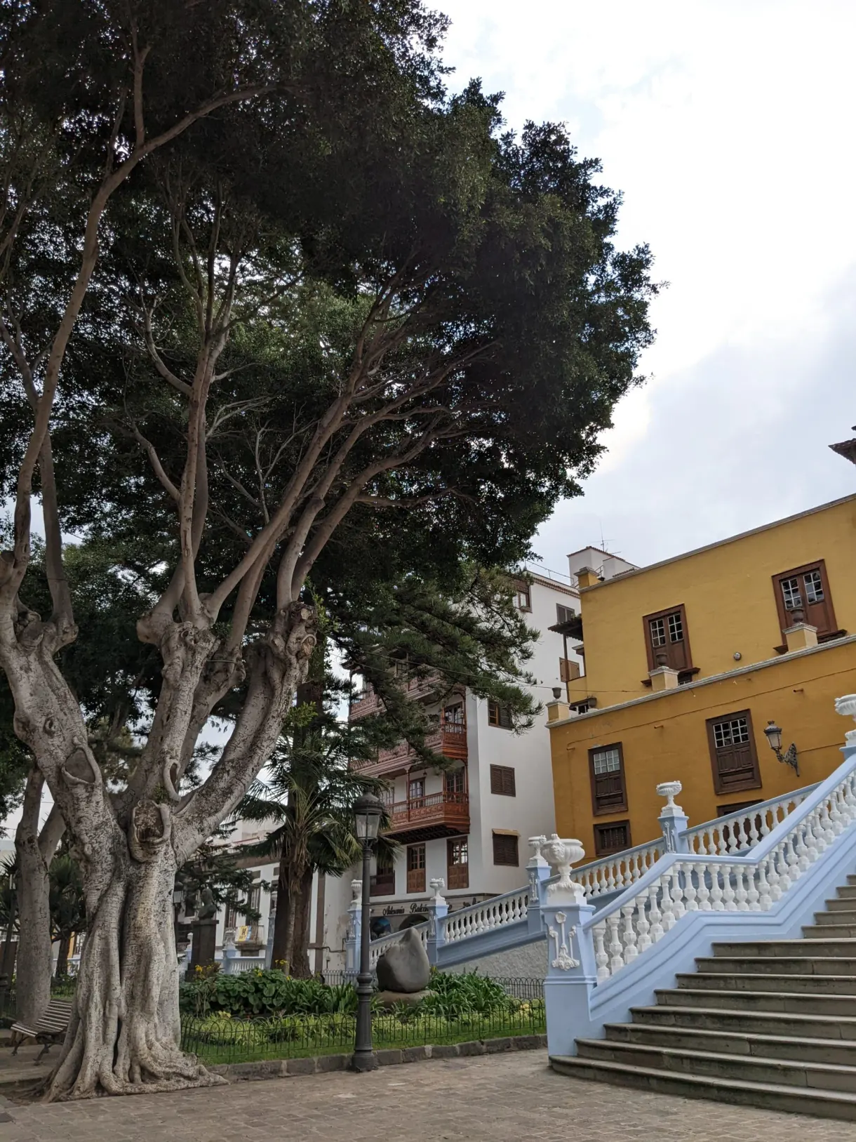 Ficus centenaires près d'un escalier à balustrade blanche