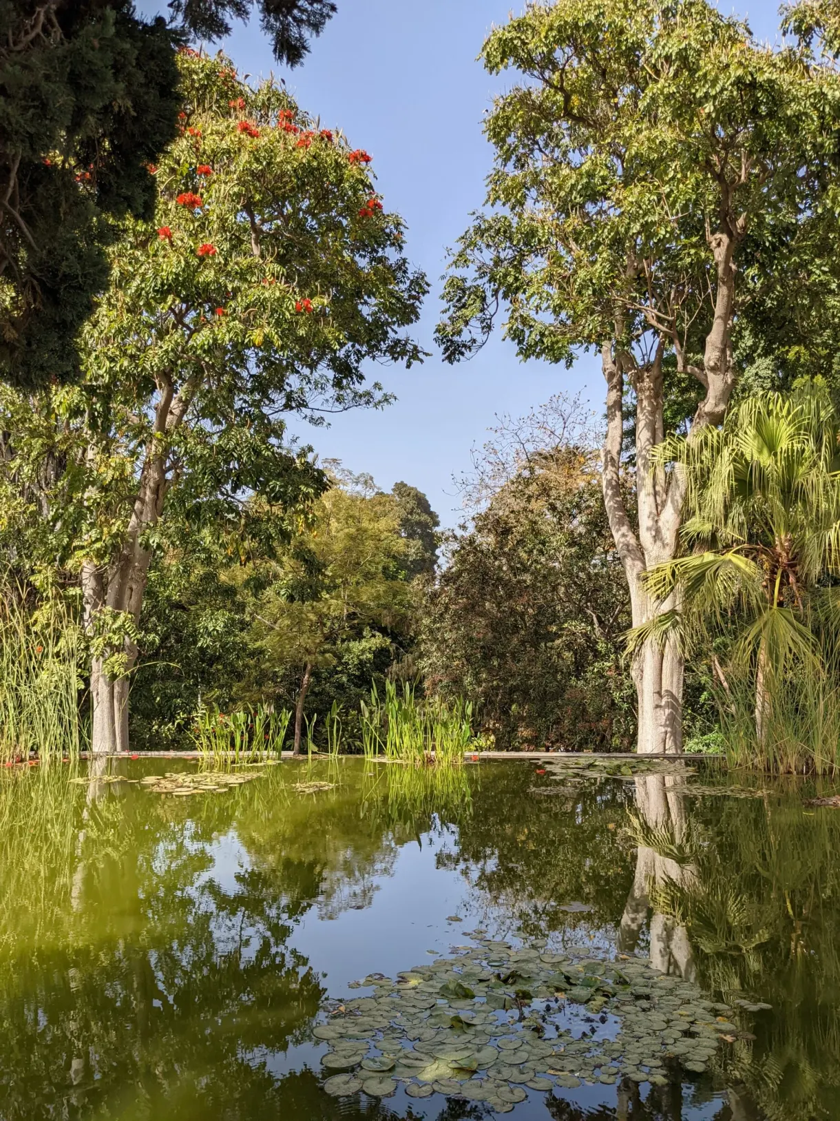 Bassin aux nénuphars reflétant les arbres du jardin