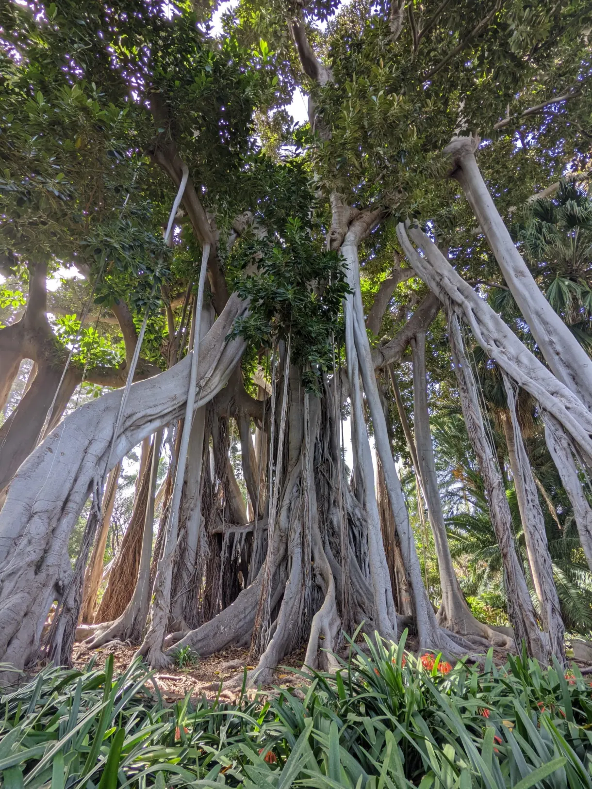 Ficus géant aux racines enchevêtrées dans un parc