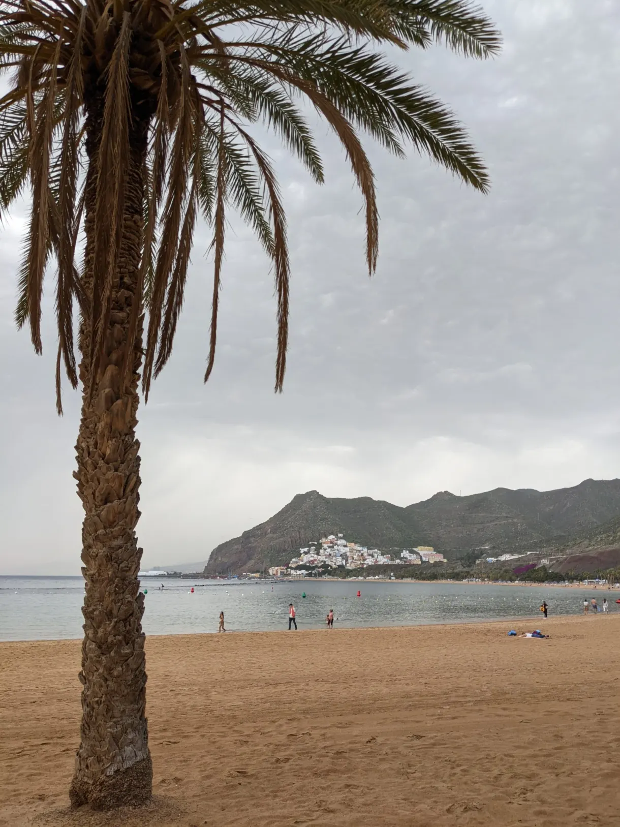 Palmier planté dans le sable face au village côtier
