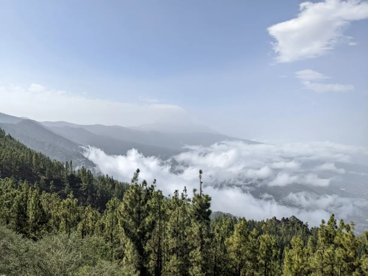 Sea of clouds clinging below the pine forest