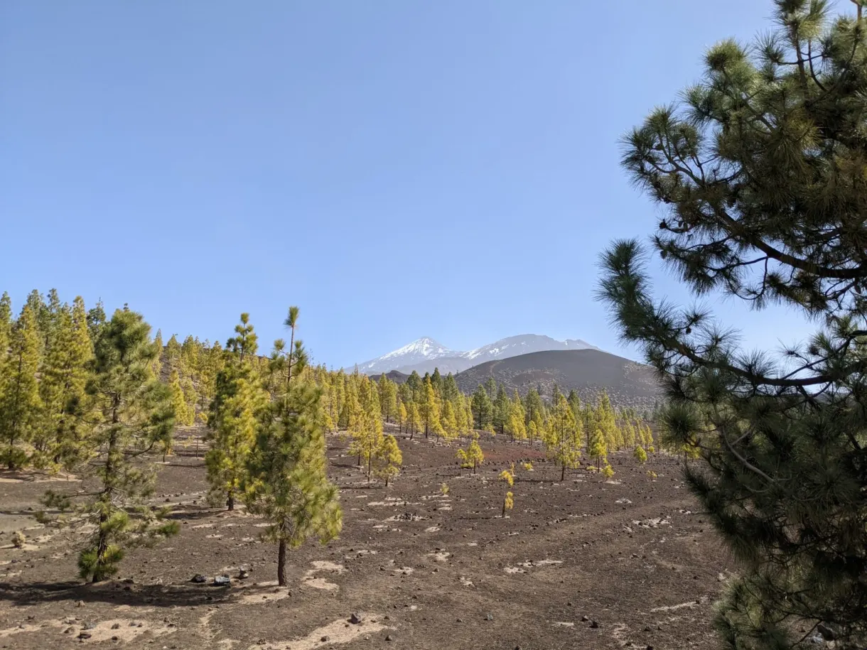 Young yellowed pines growing on the black lava