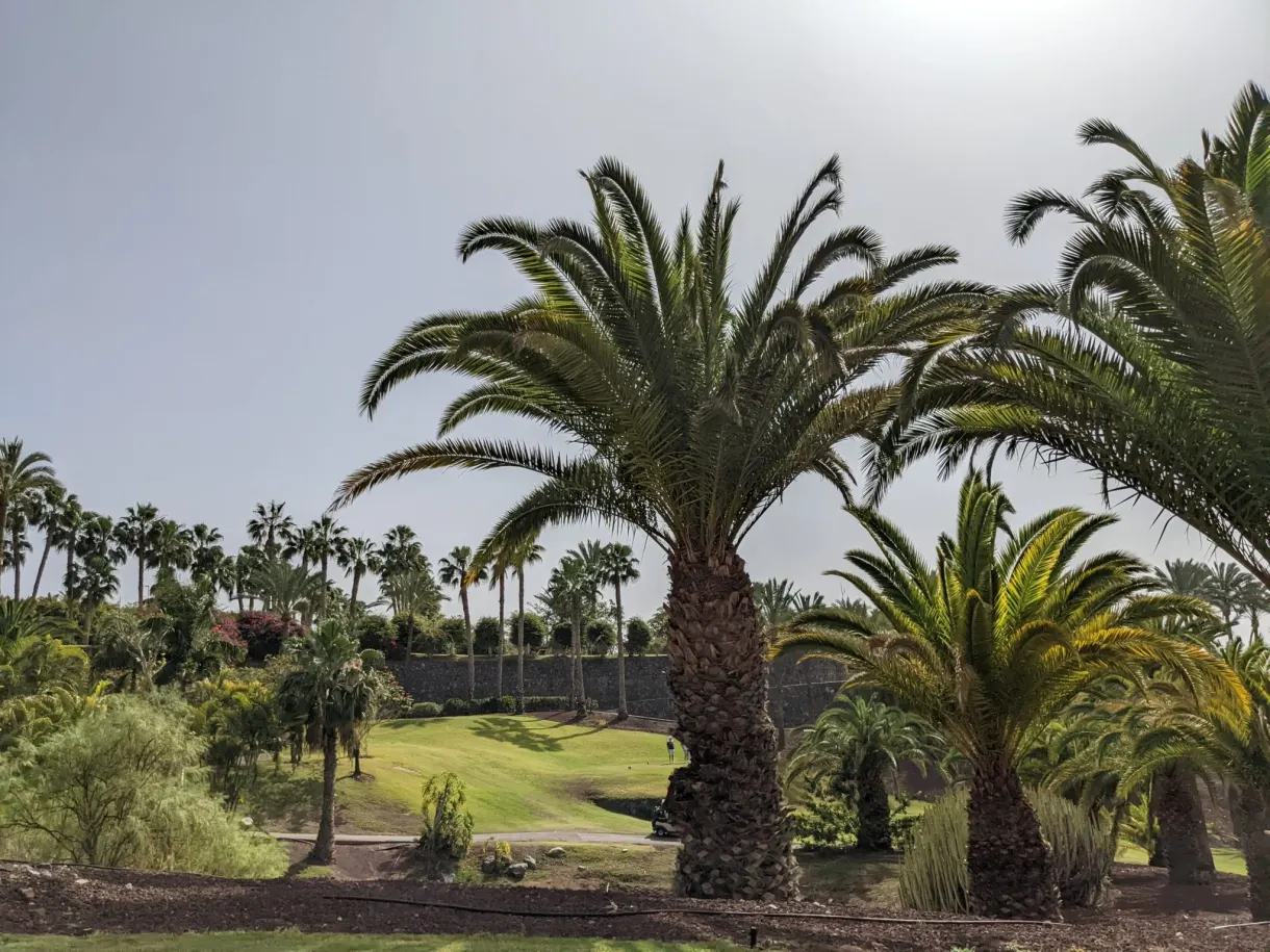 Palmiers et pelouses ratissées dans les jardins de l'hôtel