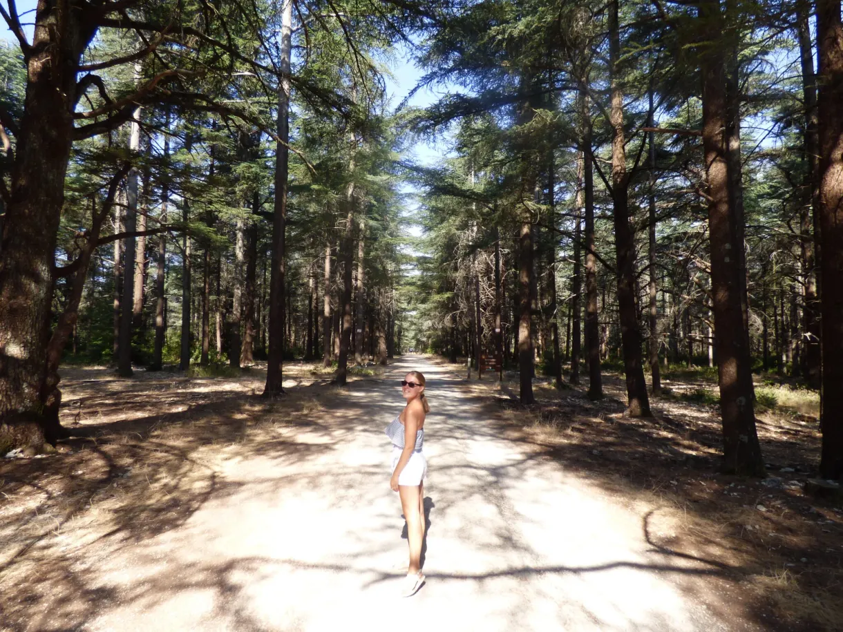 Woman walking on a path lined with tall cedars