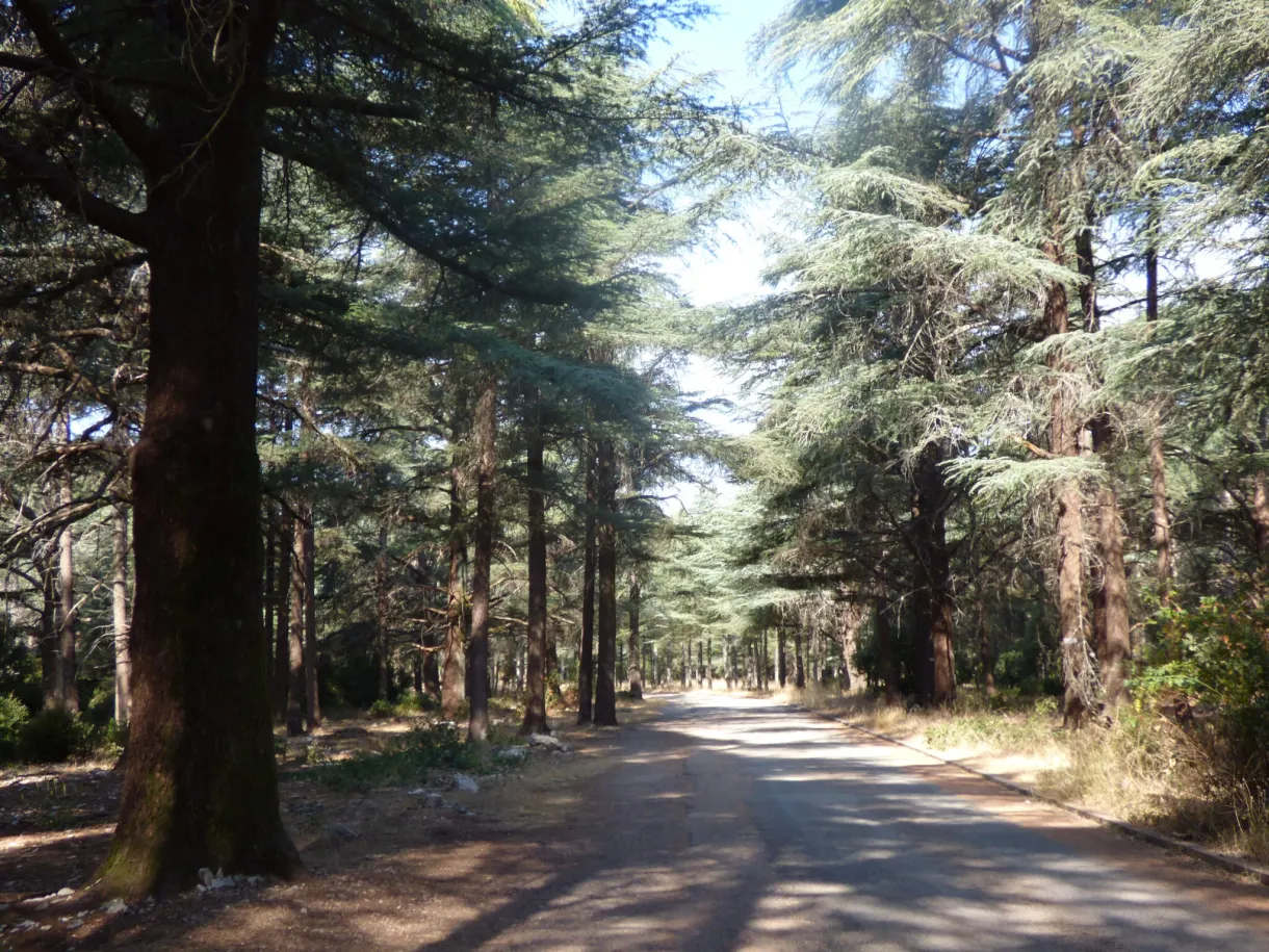 Shaded road crossing the cedar forest