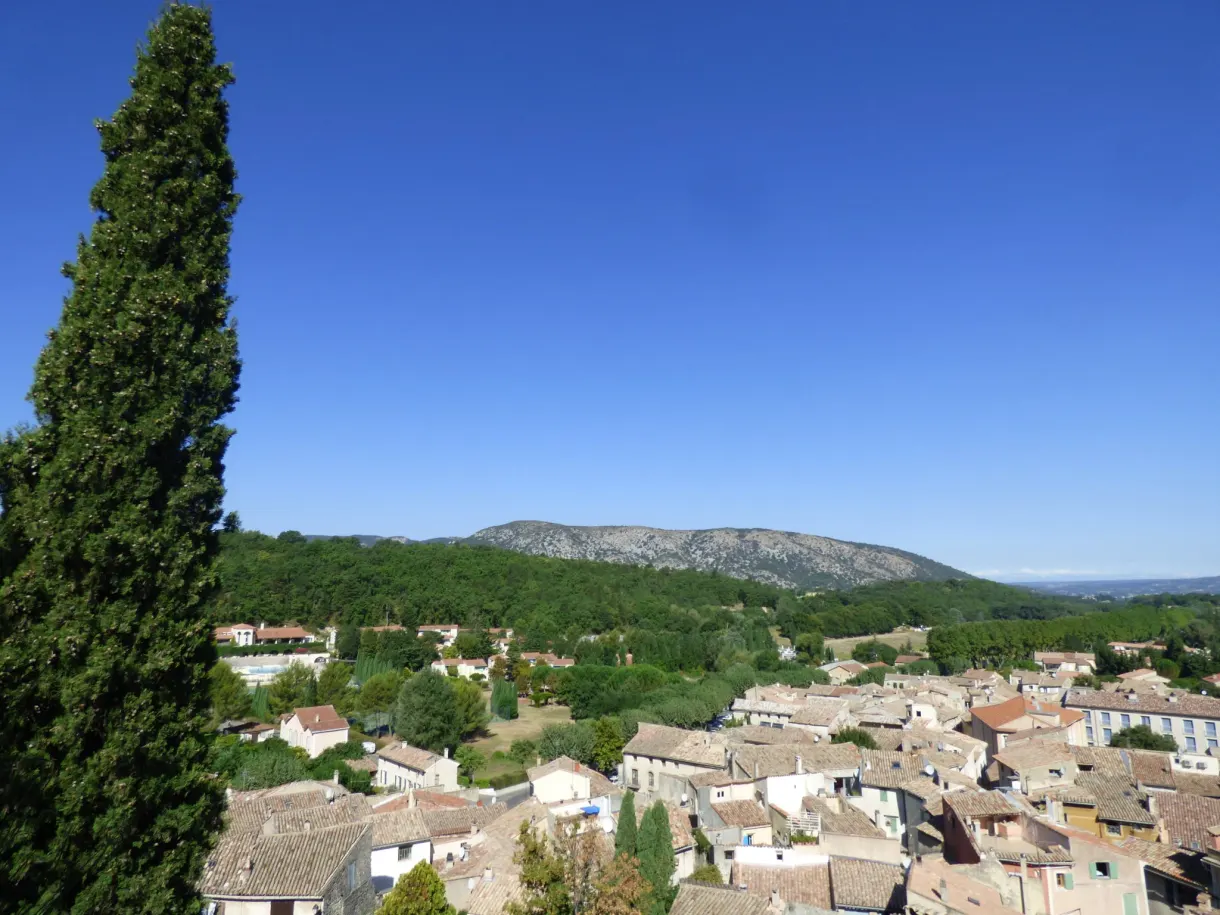 Cyprès au premier plan et toits de Malaucène adossés aux collines