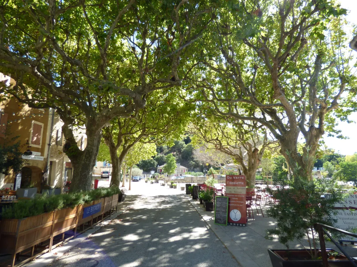Allée de platanes bordée de terrasses au centre de Gigondas