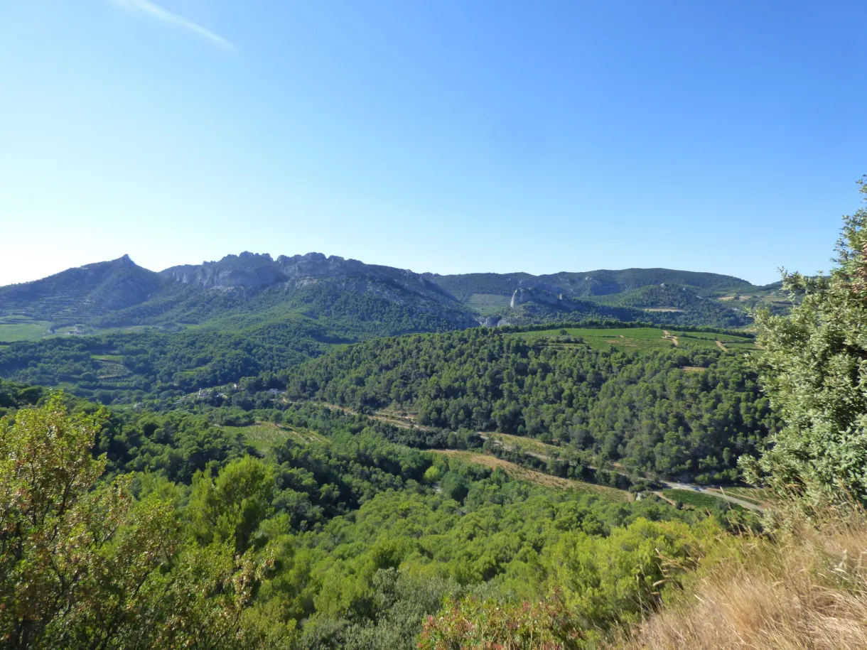 Collines boisées et parcelles de vigne vues d'en haut
