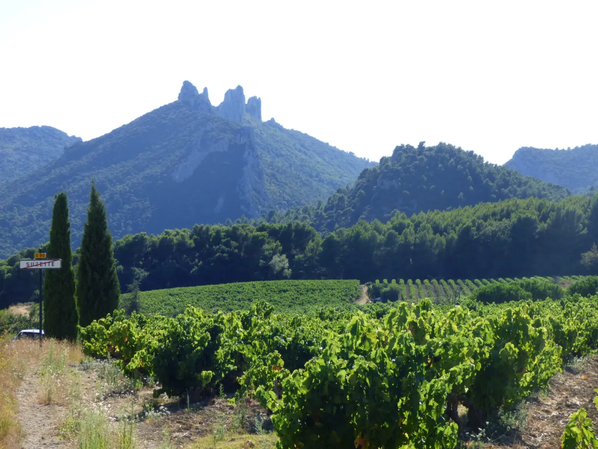 Crêtes découpées des Dentelles de Montmirail au-dessus des vignes