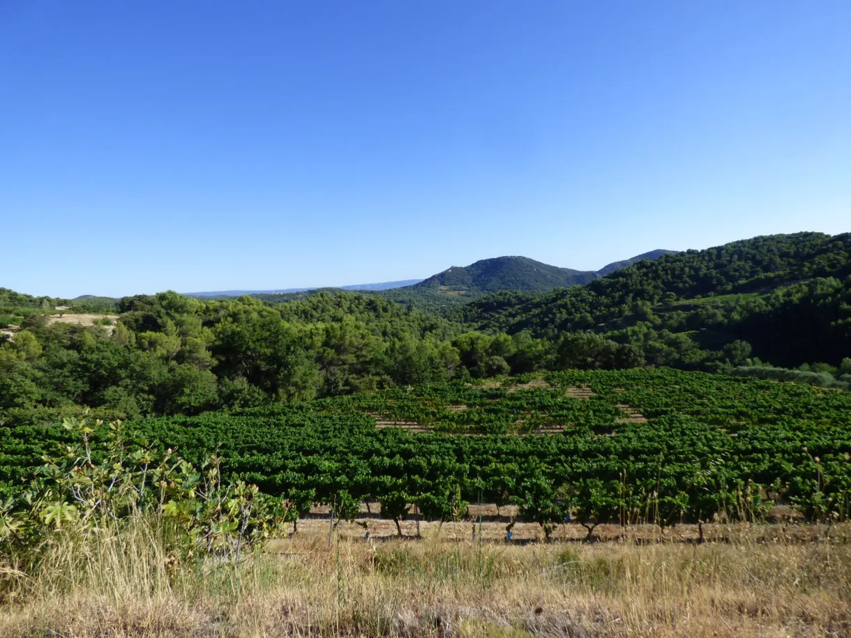 Vignoble vert courant jusqu'aux collines sombres