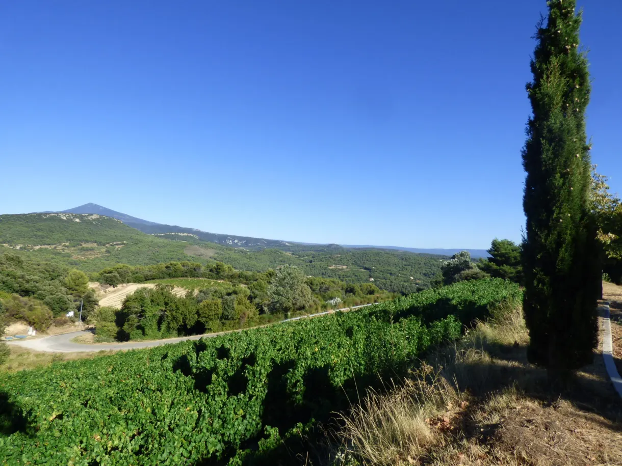 Cyprès au bord des vignes et sommet du Ventoux à l'horizon