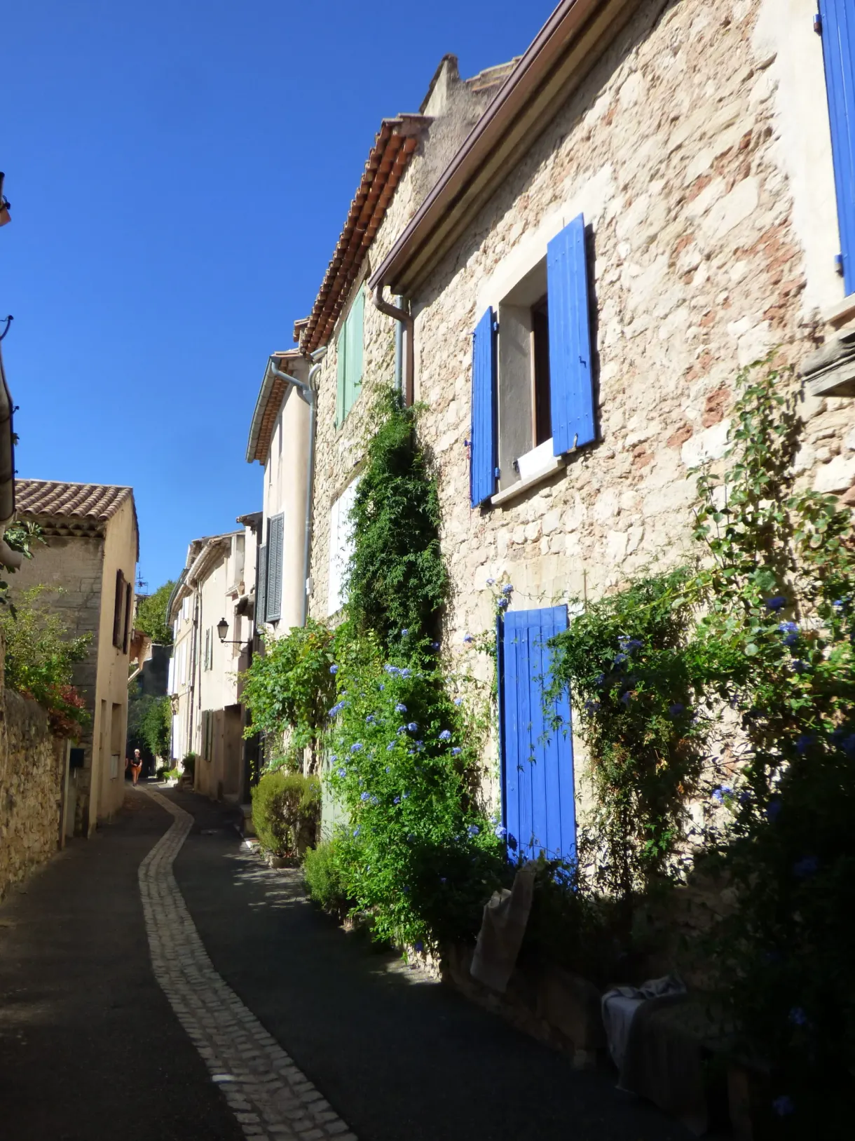 Calade montant entre volets bleus et vigne grimpante