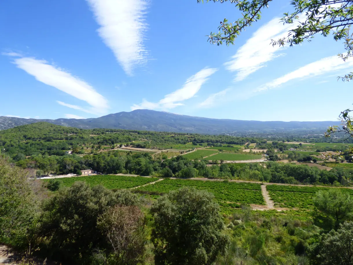 Mont Ventoux et damier de vignes sous des cirrus effilés