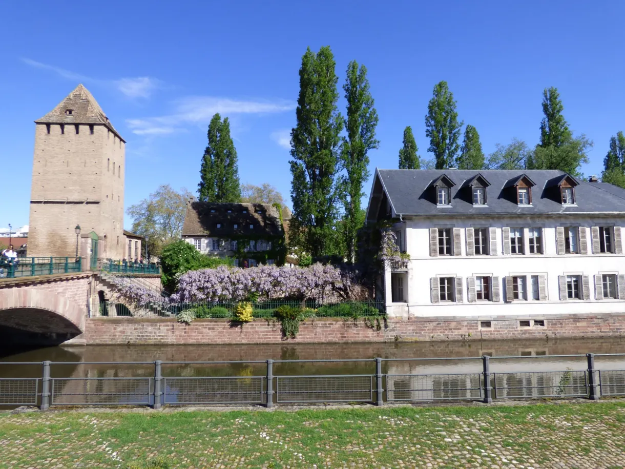 Glycine en fleur devant une maison blanche au bord du quai