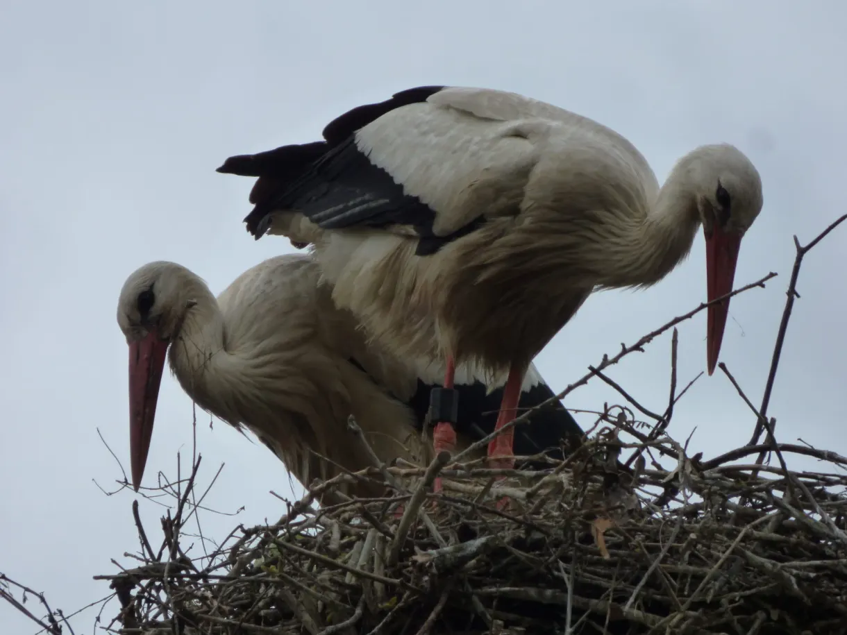 Couple de cigognes blanches occupé dans son nid de branches