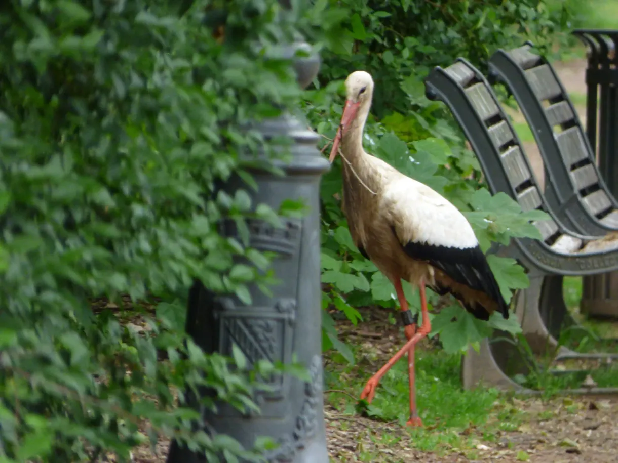 Cigogne se promenant près d'un banc, à l'ombre des arbres