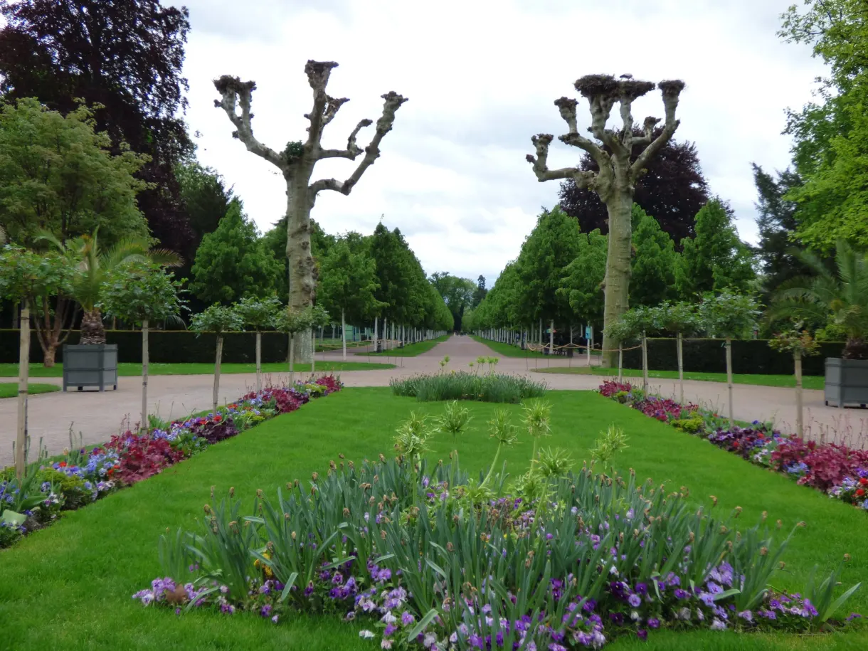 Grande allée bordée d'arbres taillés et de massifs d'iris