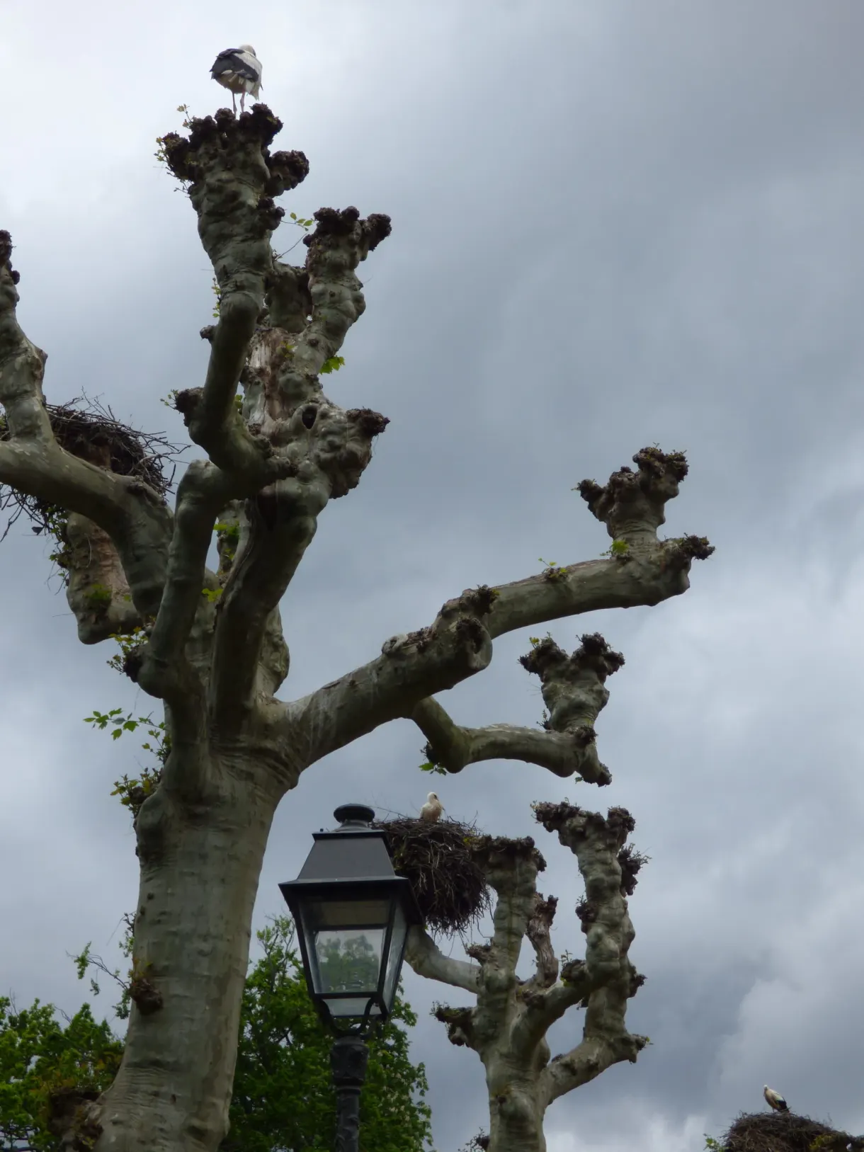 Arbre étêté aux branches nues sur un ciel d'orage