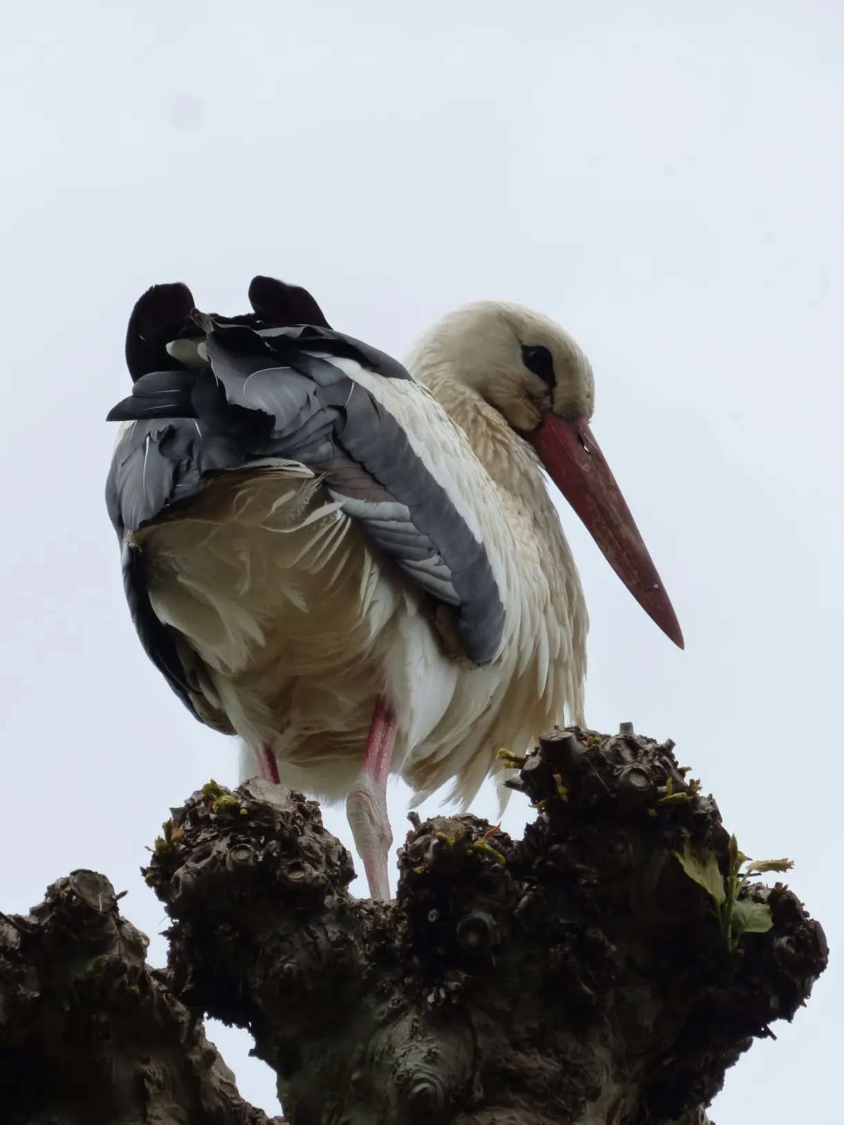Cigogne lissant ses plumes au sommet d'un tronc coupé