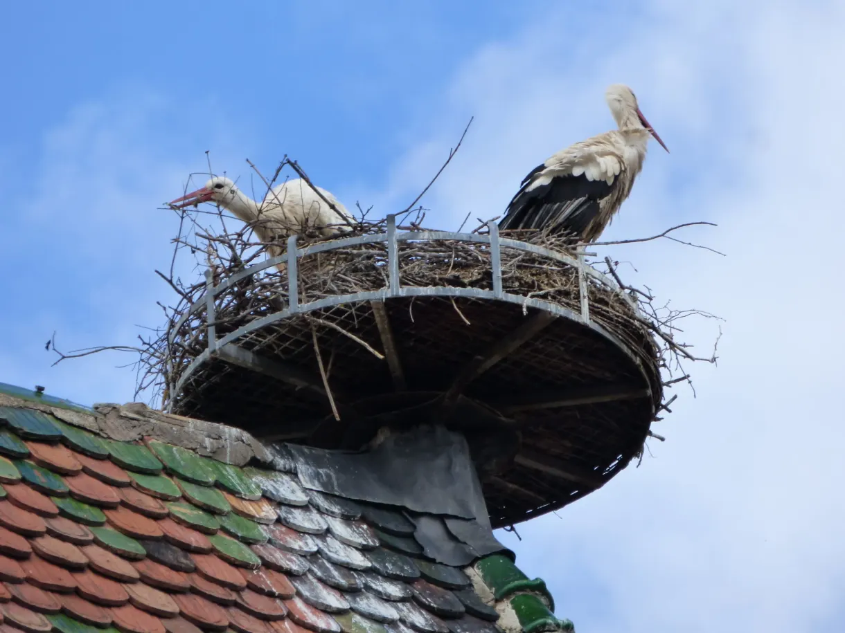 Nid de cigognes posé sur une plateforme au faîte d'un toit