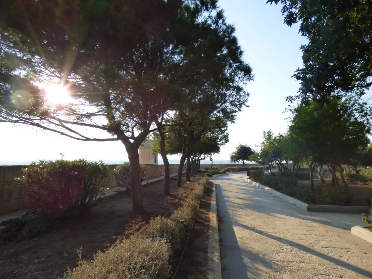 Allée bordée d'arbres à contre-jour dans le jardin