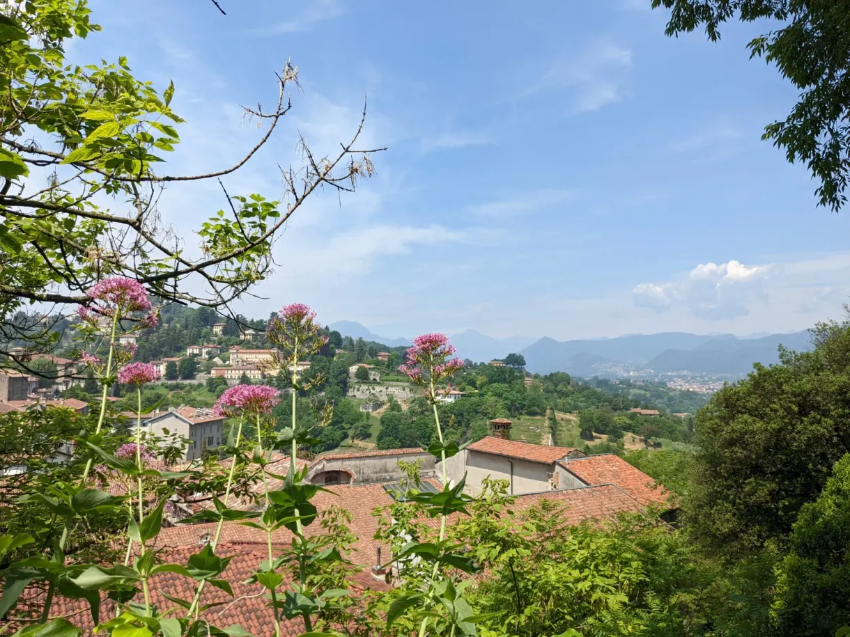 Fleurs roses au premier plan devant les collines habitées