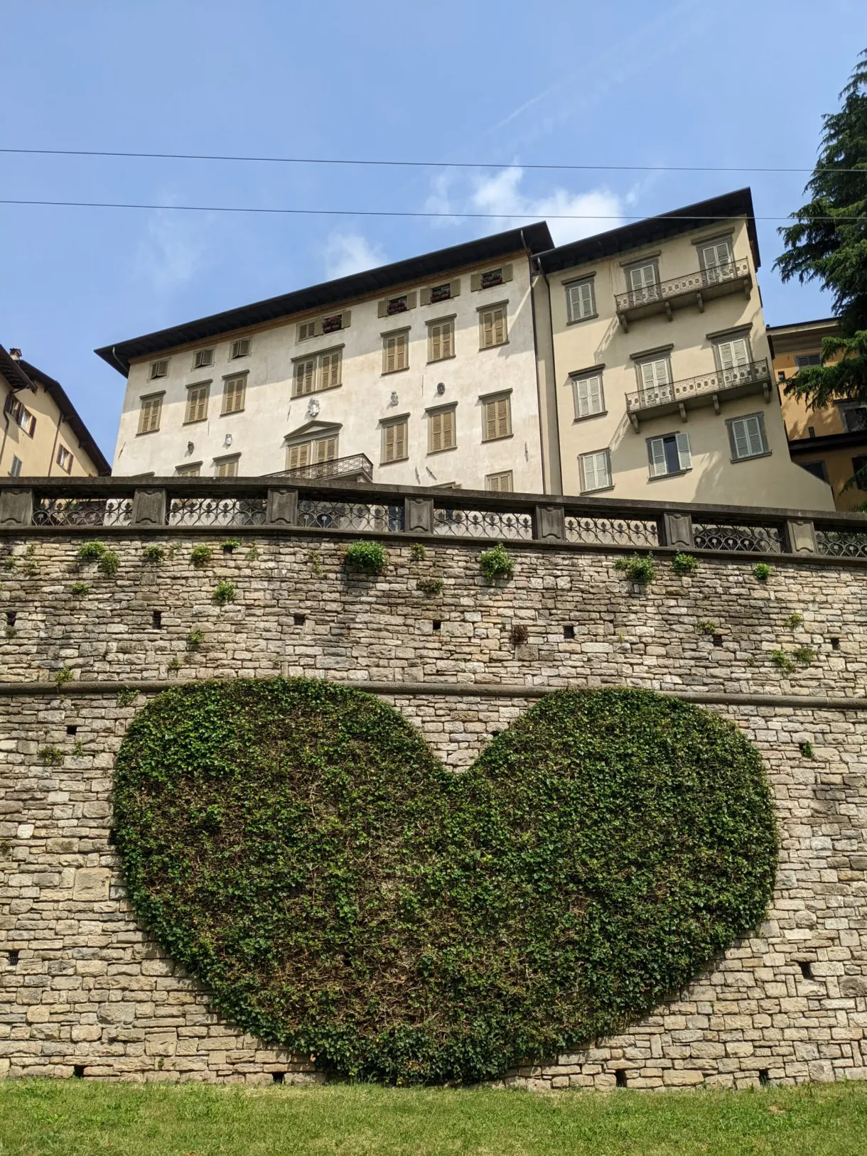 Cœur de lierre taillé sur un mur de soutènement