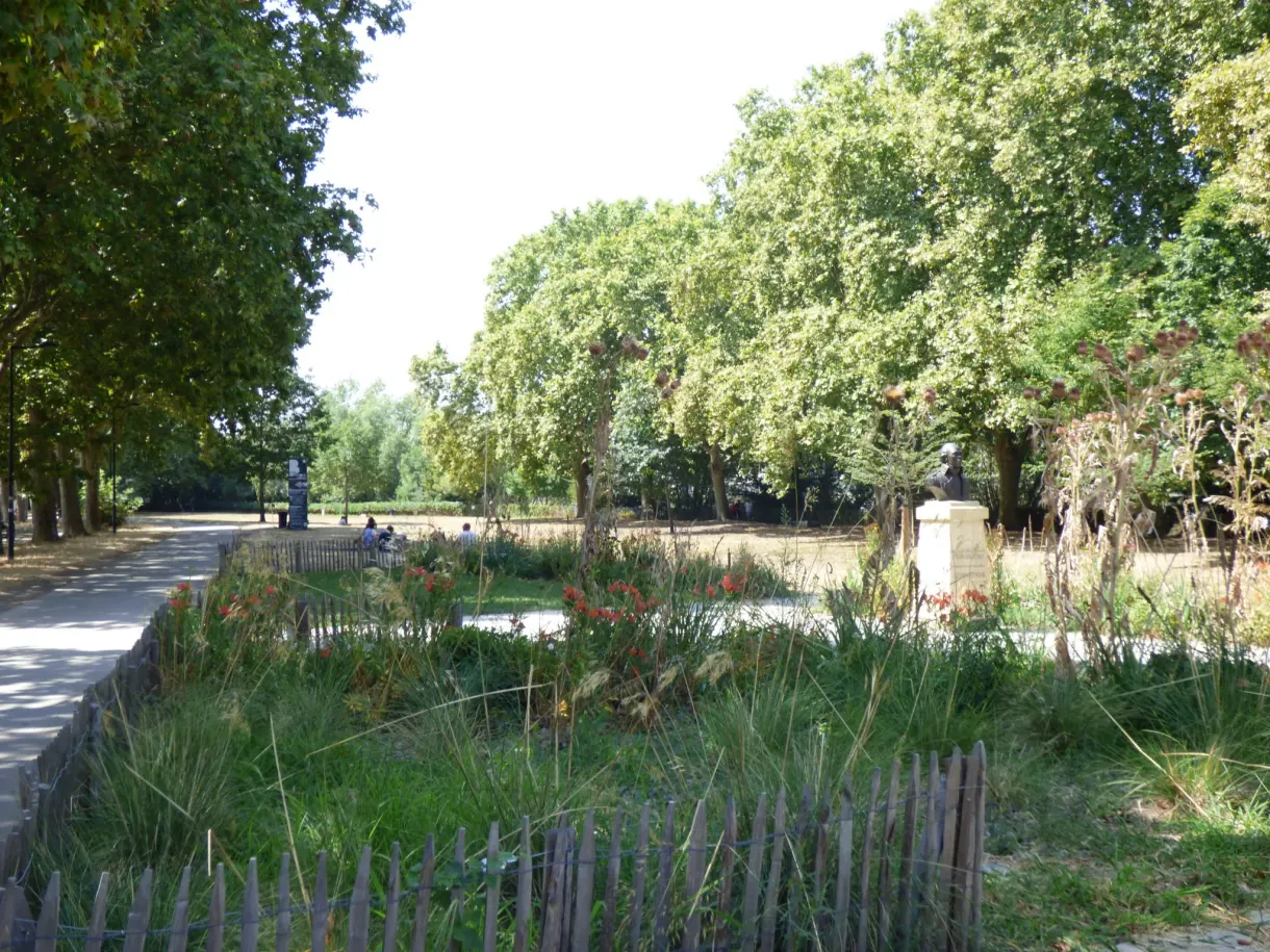 Roselière protégée par une ganivelle le long d'une allée de parc