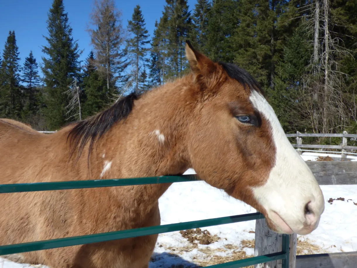 Tête d'un cheval bai à la liste blanche derrière la barrière