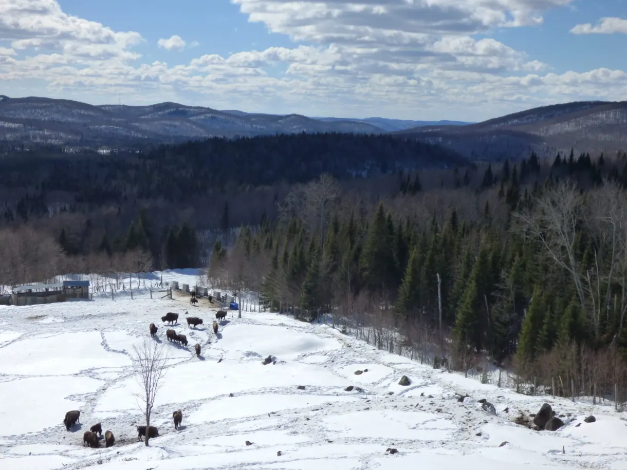 Enclos des bisons vu d'en haut devant les montagnes