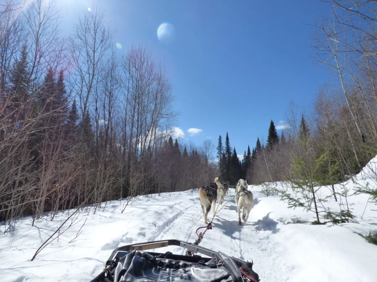 Attelage filant sur une piste bordée d'arbres nus