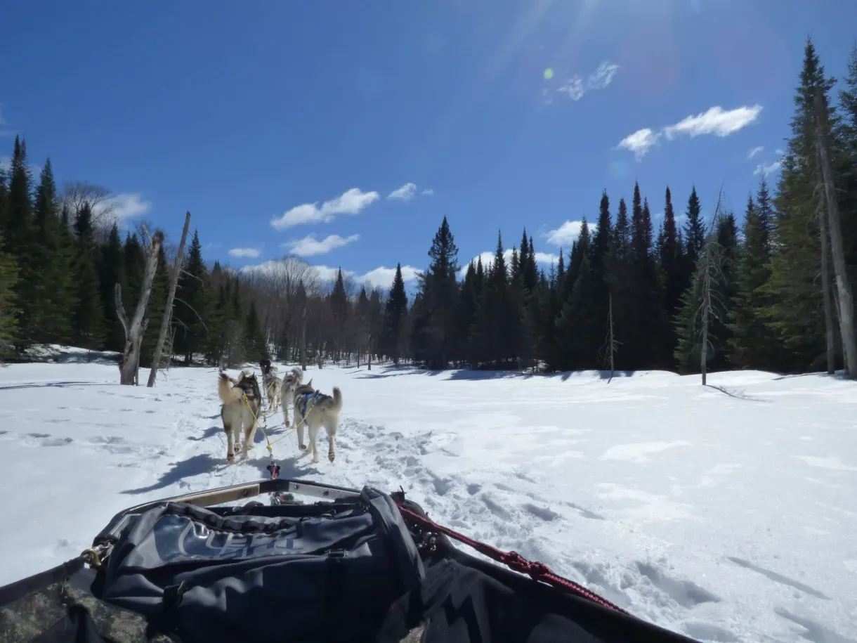 Chiens au repos devant le traîneau dans une clairière