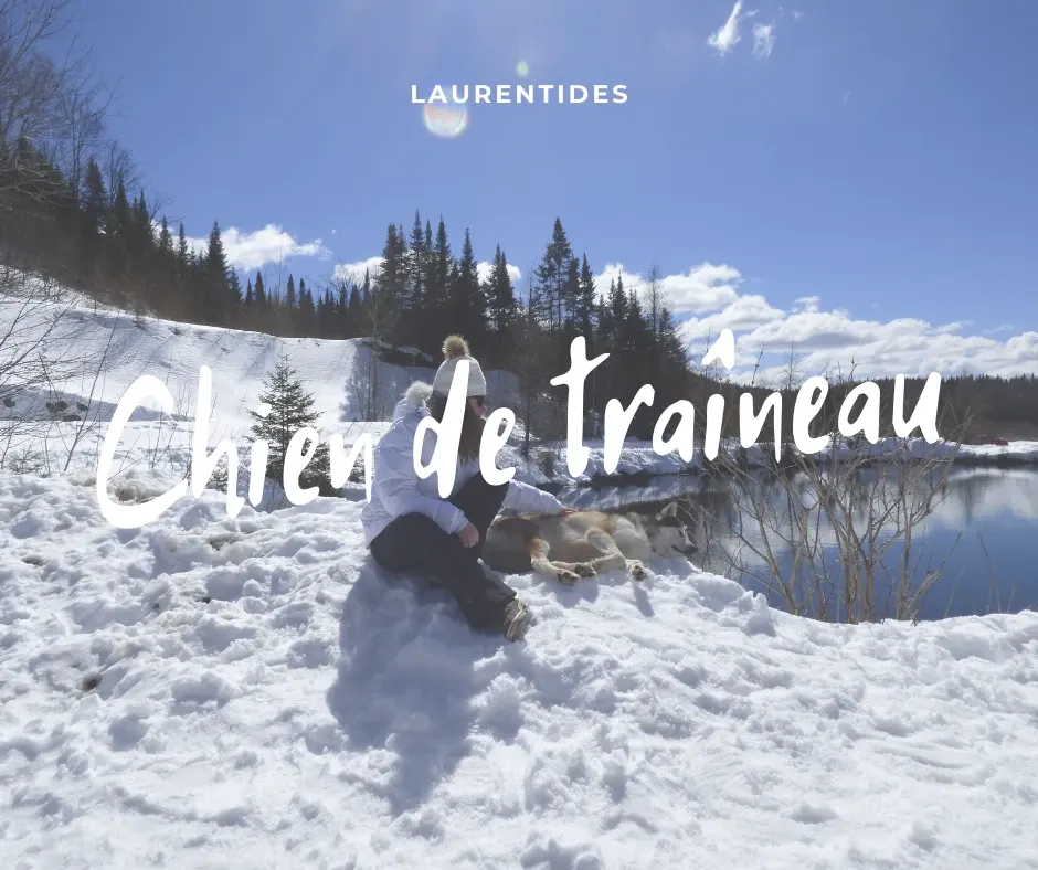 Chiens de traîneau au repos sur la neige ensoleillée