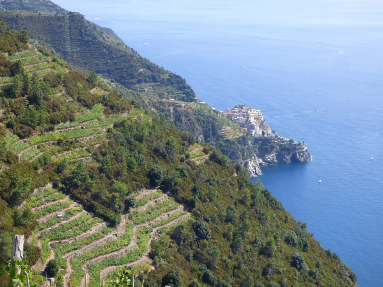Vignes en terrasses dévalant la pente au-dessus de la mer