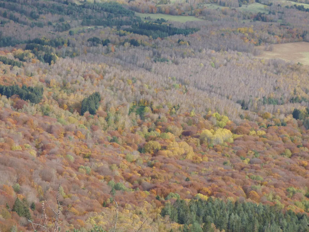 Canopée d'automne rousse et dorée vue depuis les hauteurs