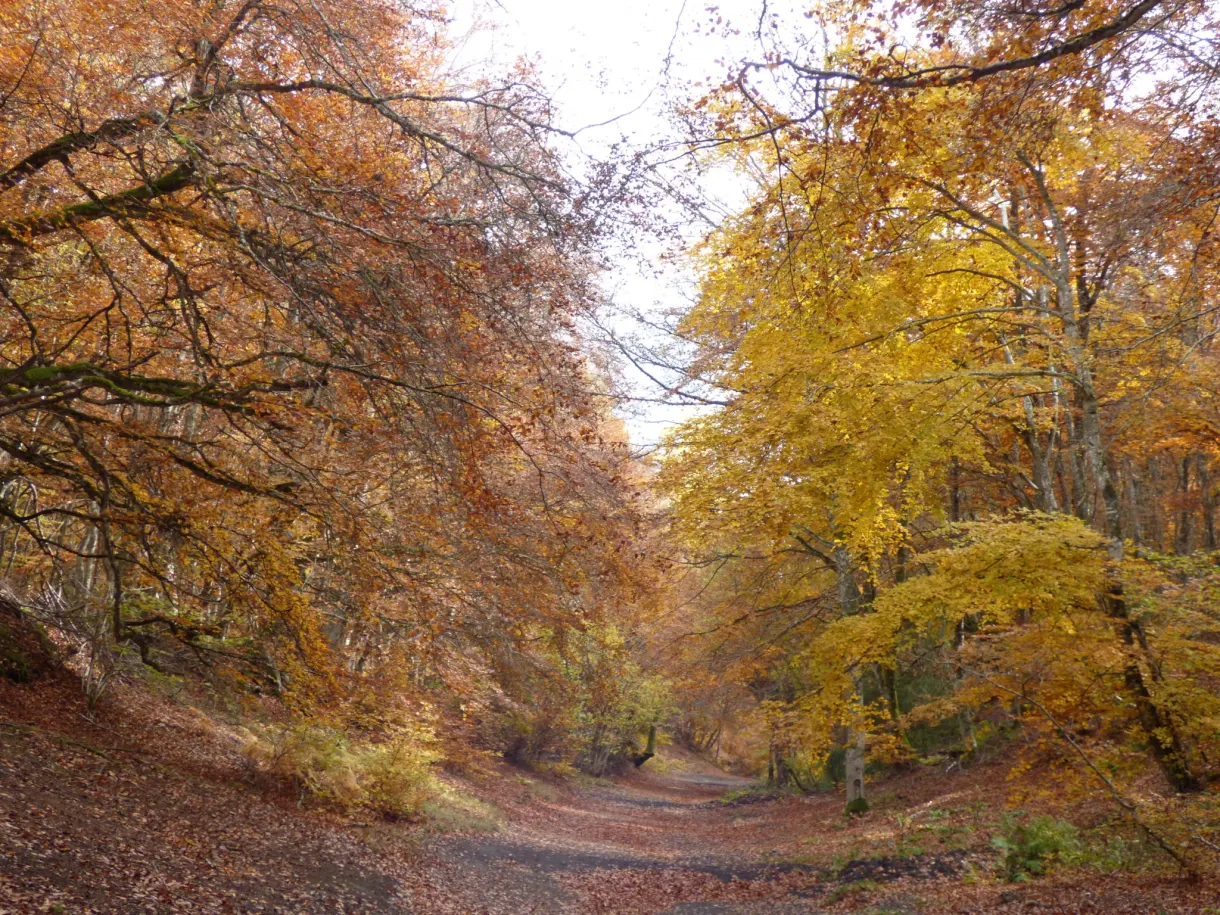 Hêtres jaunes et orange au-dessus d'un chemin couvert de feuilles