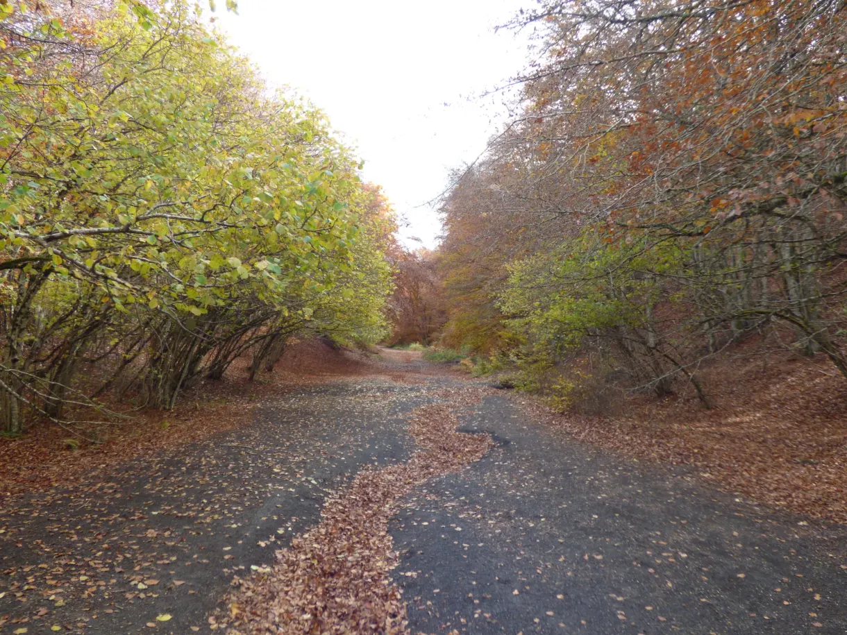 Route forestière tapissée de feuilles mortes