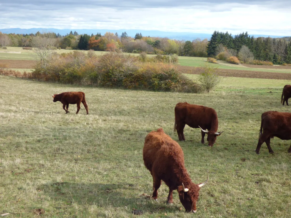 Vaches salers rousses en pâture devant les bois d'automne