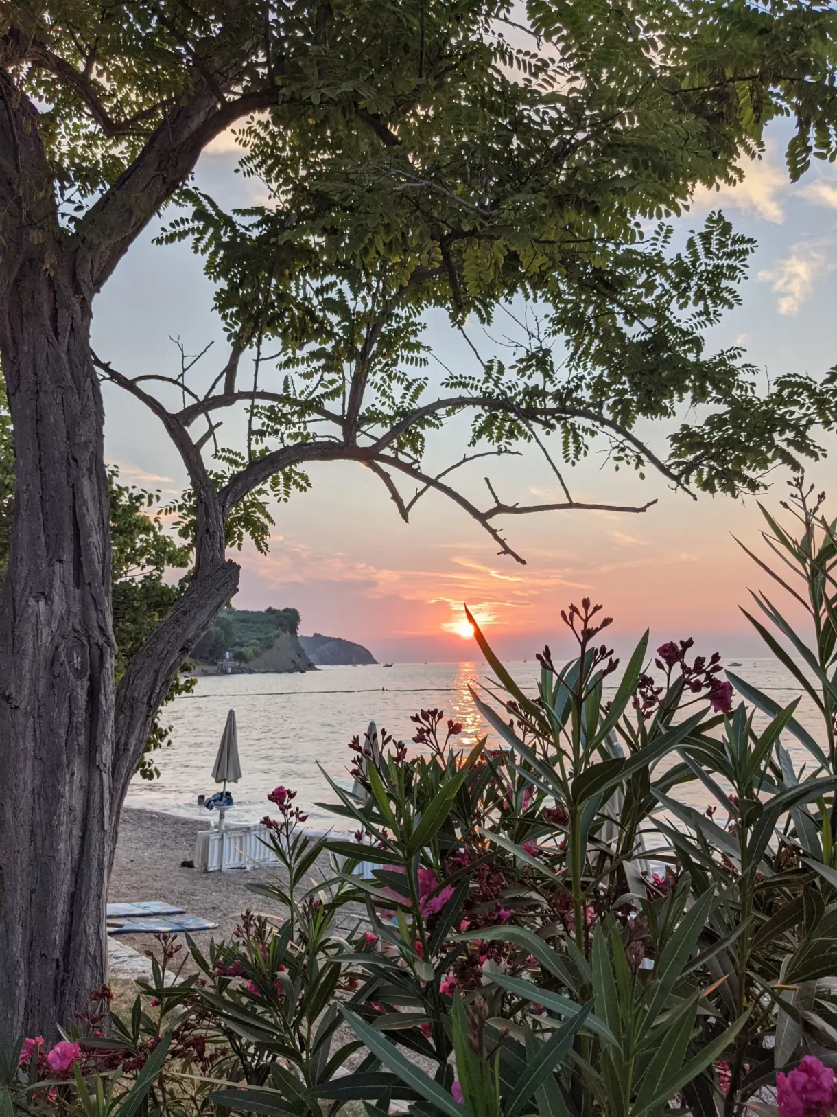 Coucher de soleil filtré par un arbre et des lauriers en fleur