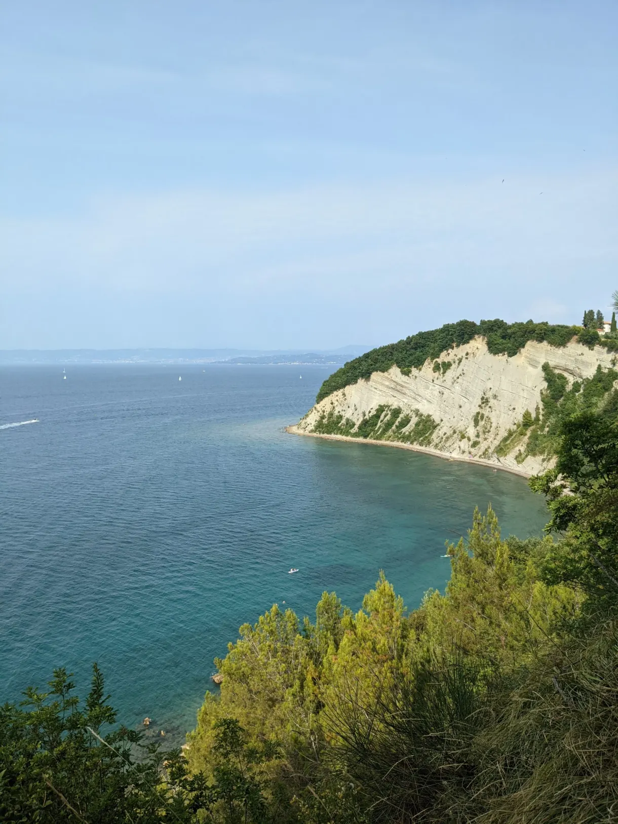 Falaise blanche cernée de pins vue depuis le sentier