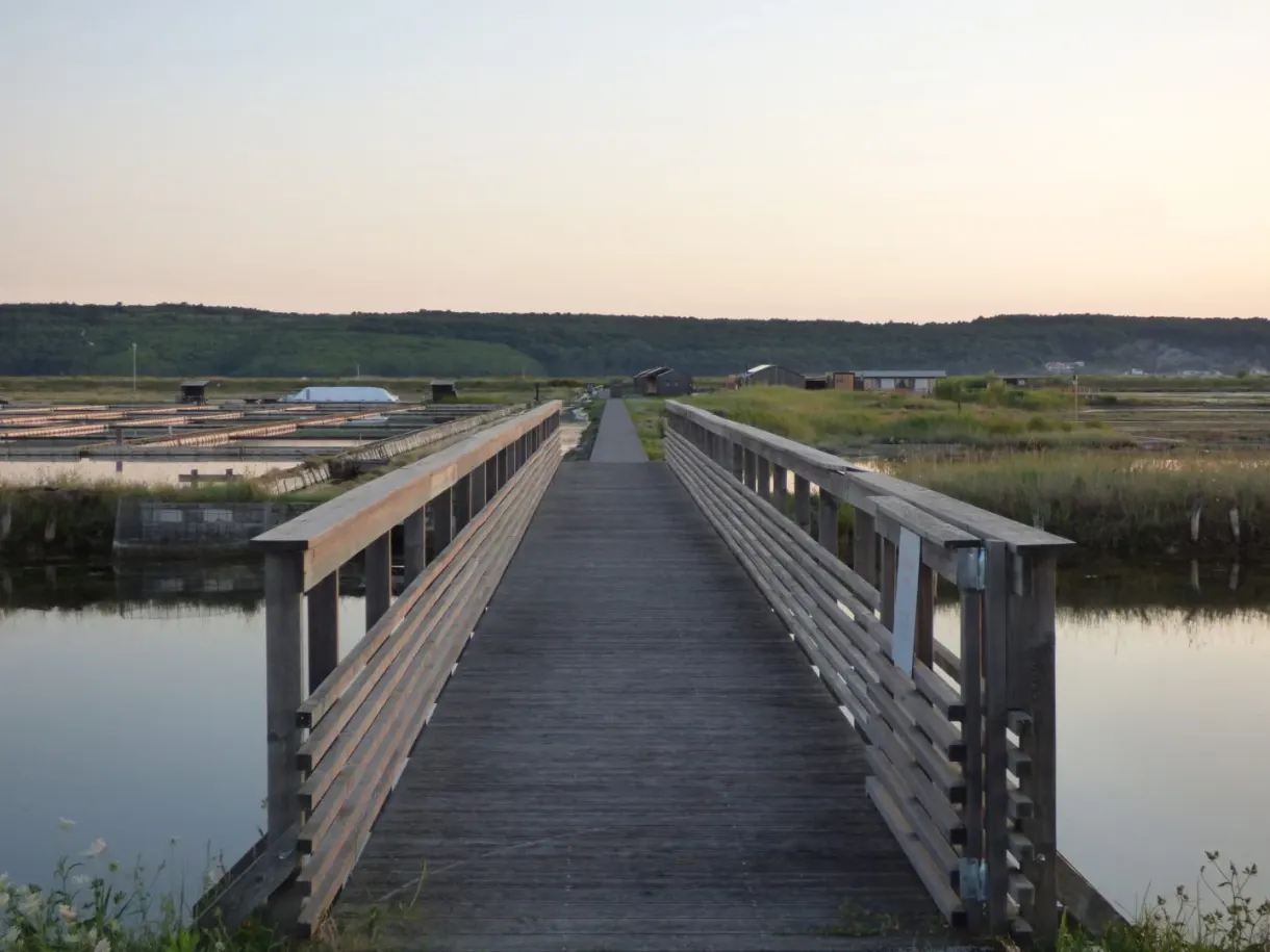 Longue passerelle de bois traversant les bassins au petit matin