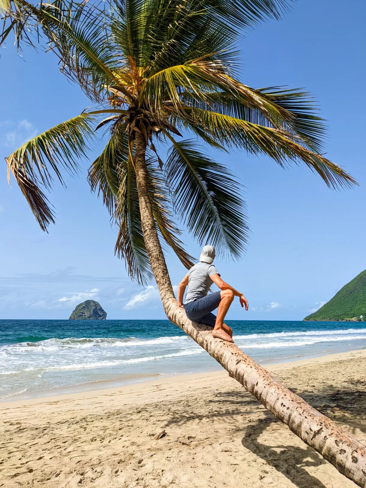 Palmiers et végétation tropicale au-dessus d'une plage de la côte martiniquaise Le Diamant