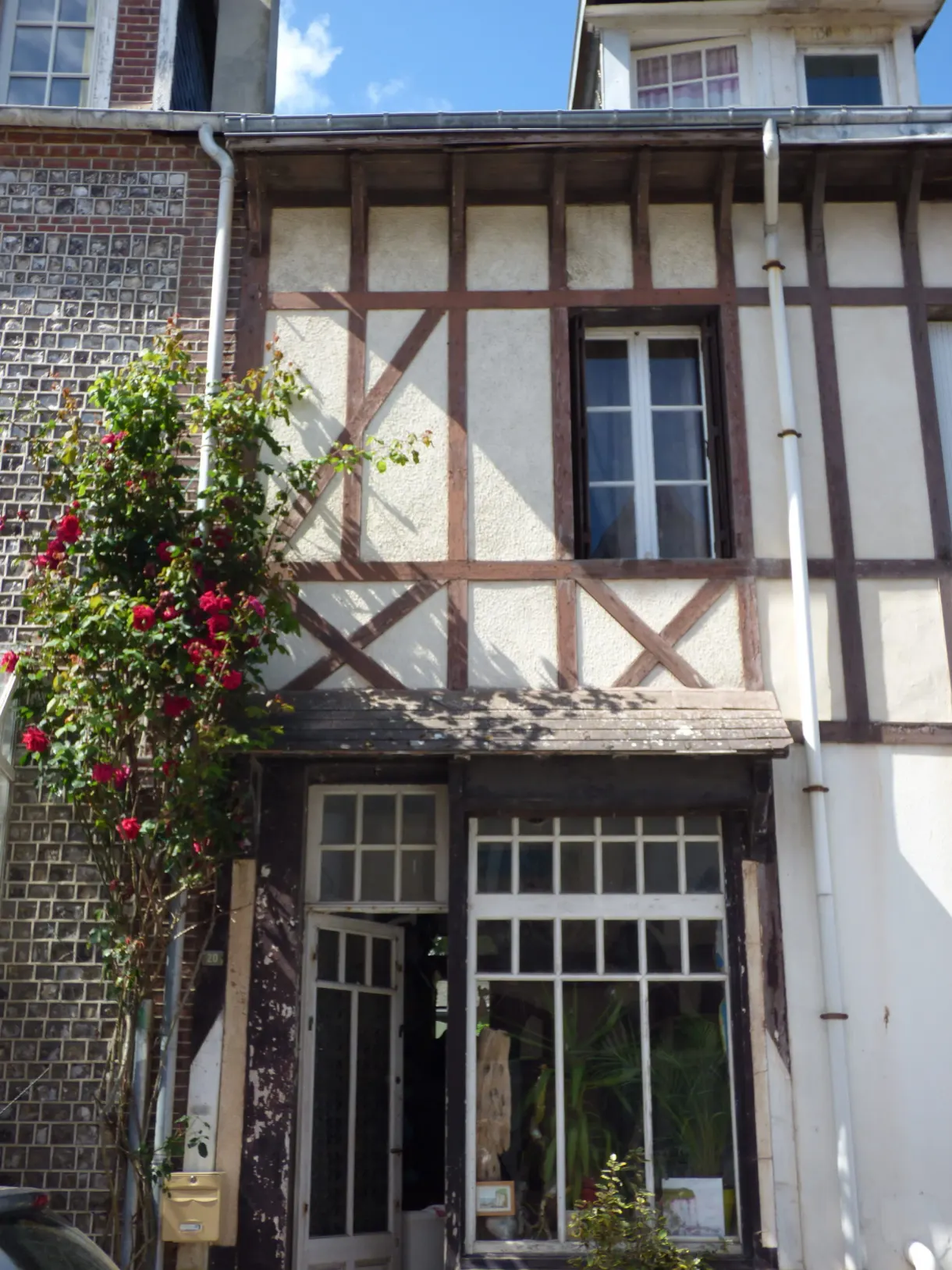 Rosier grimpant rouge sur une façade à colombages d'Yport