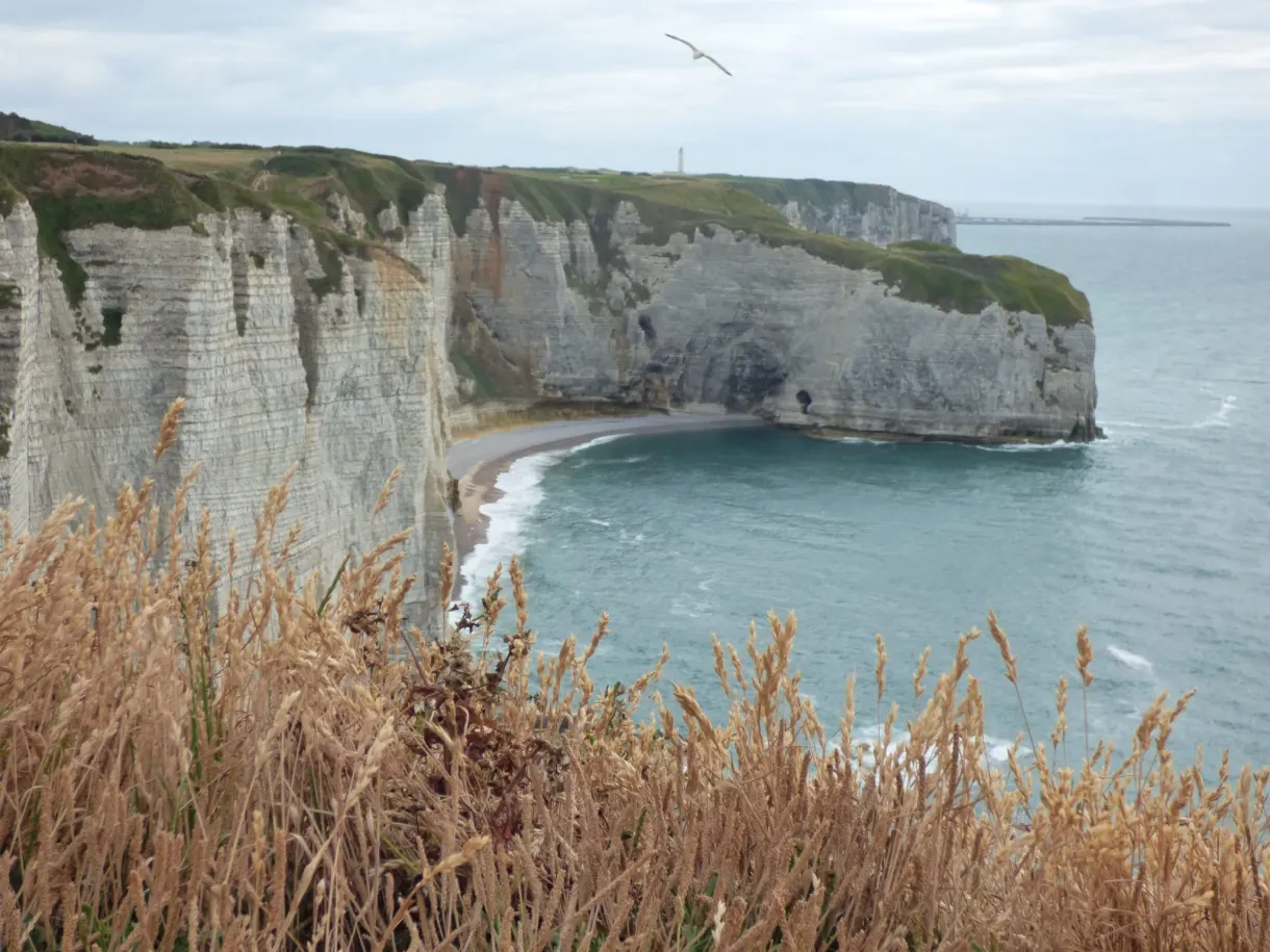 Anse encadrée d'herbes sèches, mouette en vol au-dessus de la mer