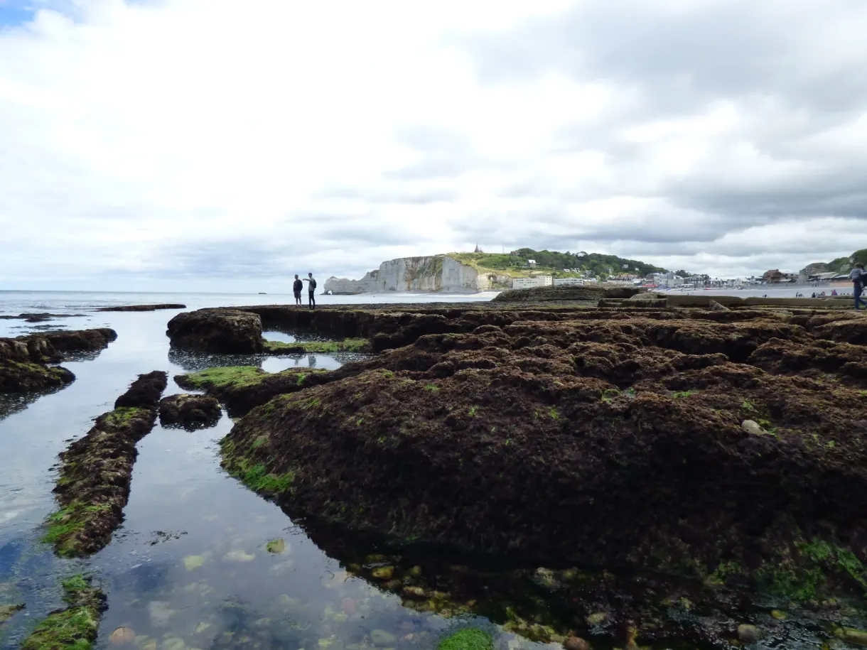 Mares et algues du platier à marée basse, falaises au fond