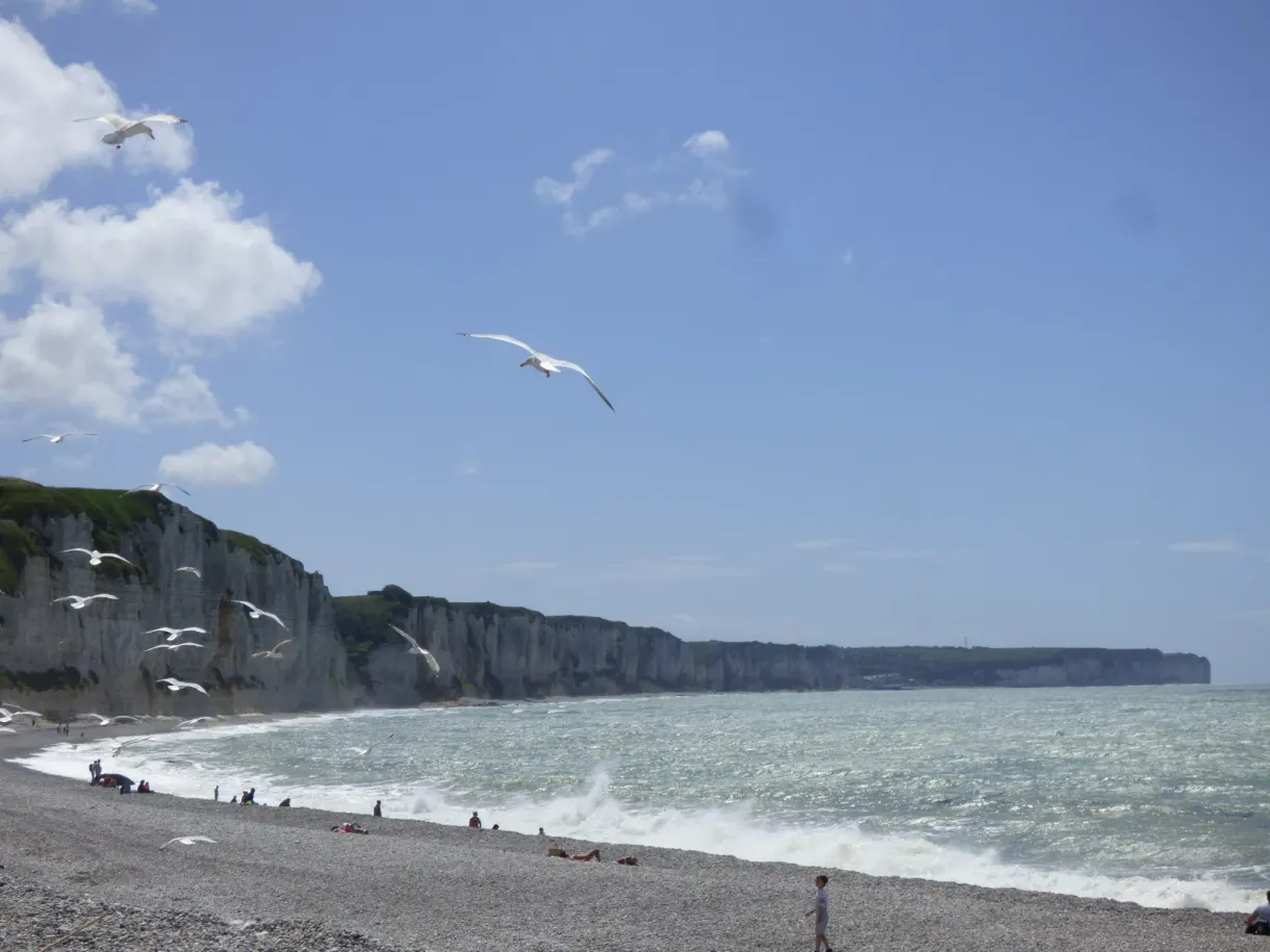 Mouettes planant au-dessus de la plage et de la falaise grise